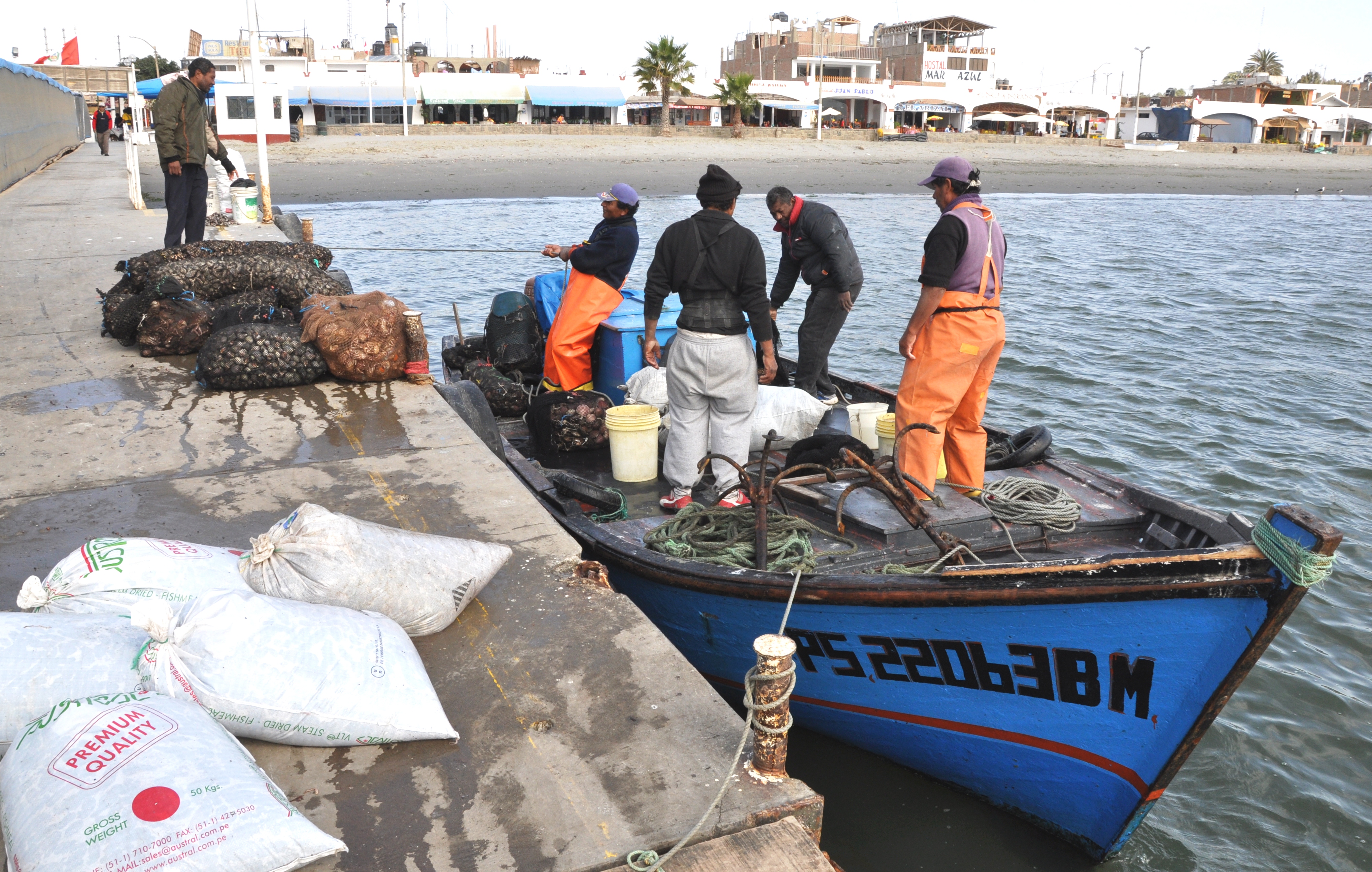 Landing Shelfish in Paracas