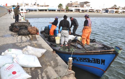 Landing Shelfish in Paracas