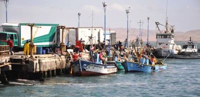 Landing anchovies
