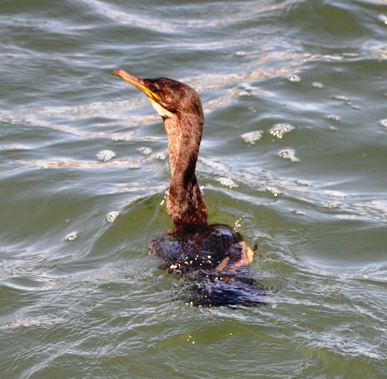 Cormorán