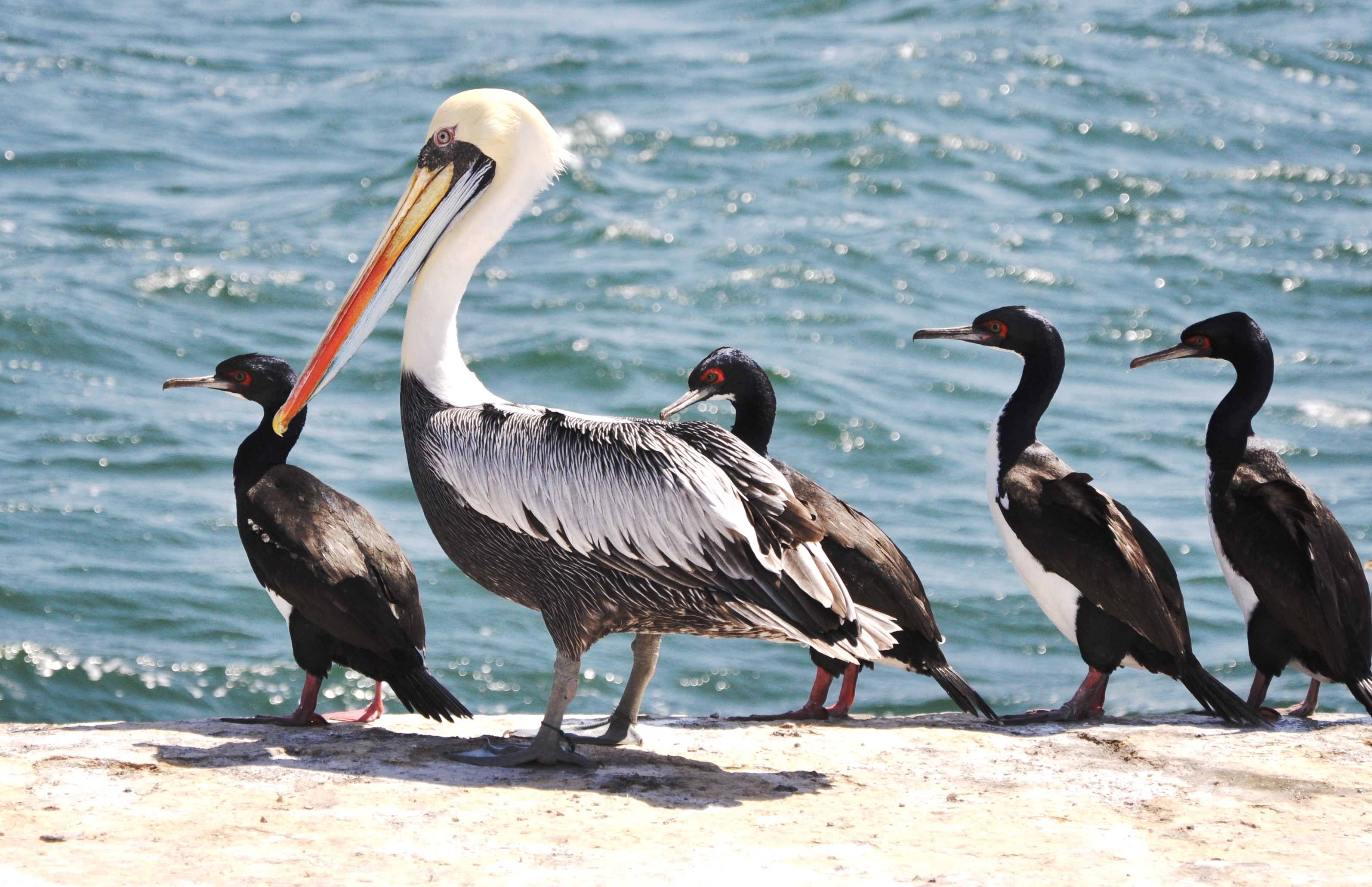 Aves guaneras