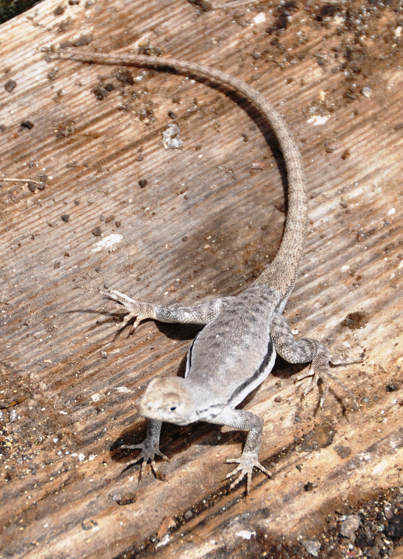 Lagartijas : bio controlador de garrapatas de la isla