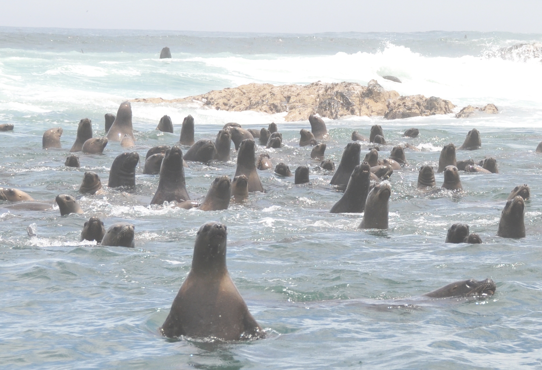 Lobos de mar