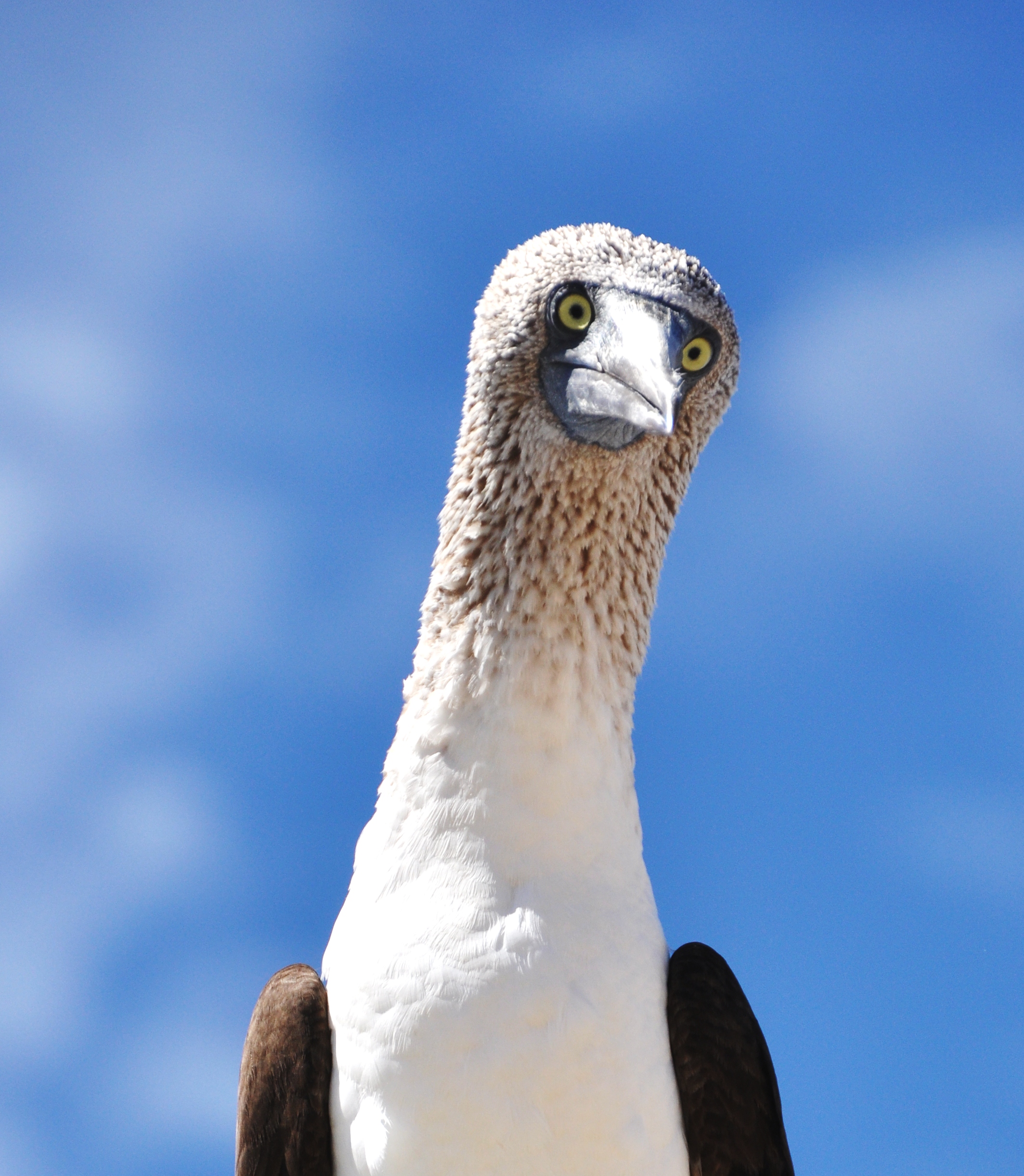 La mirada del piquero 