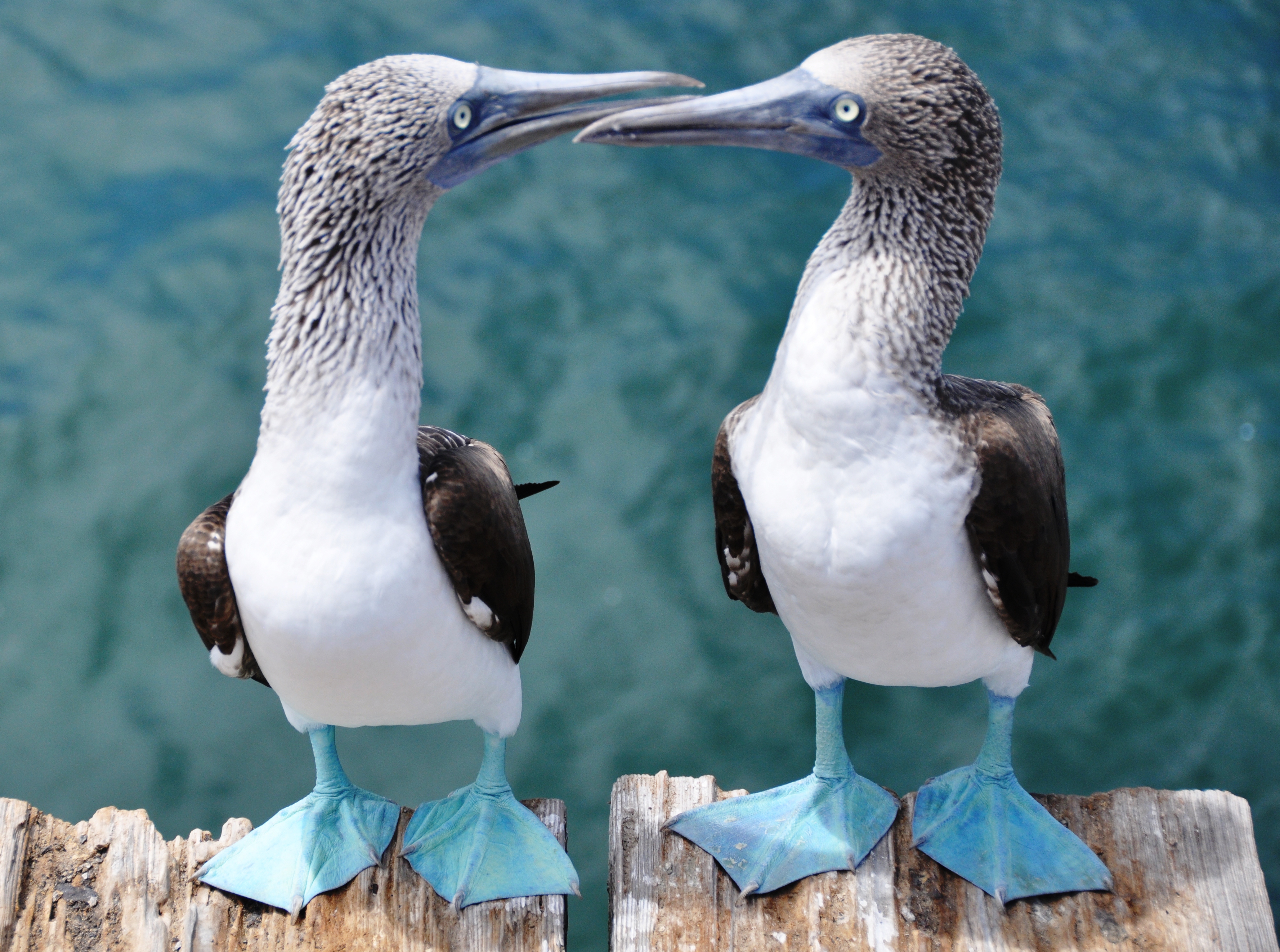 Blue Footed boobies