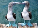 Blue Footed boobies