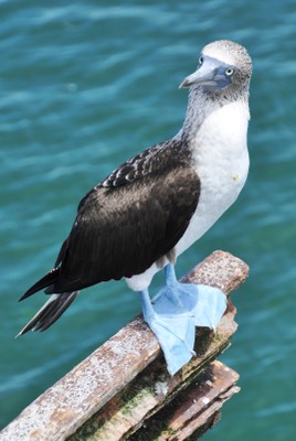 Blue footed booby on perch