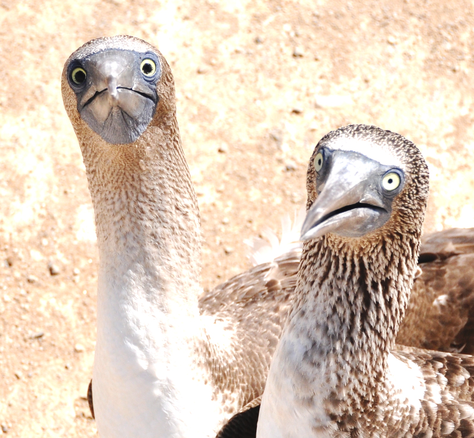 Blue footed saying hello!