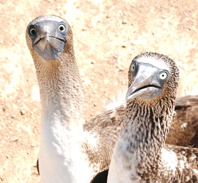 Blue footed saying hello!