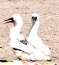 Booby Chicks