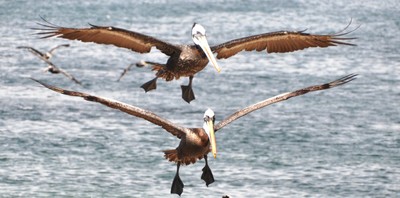 Pelican Tandem