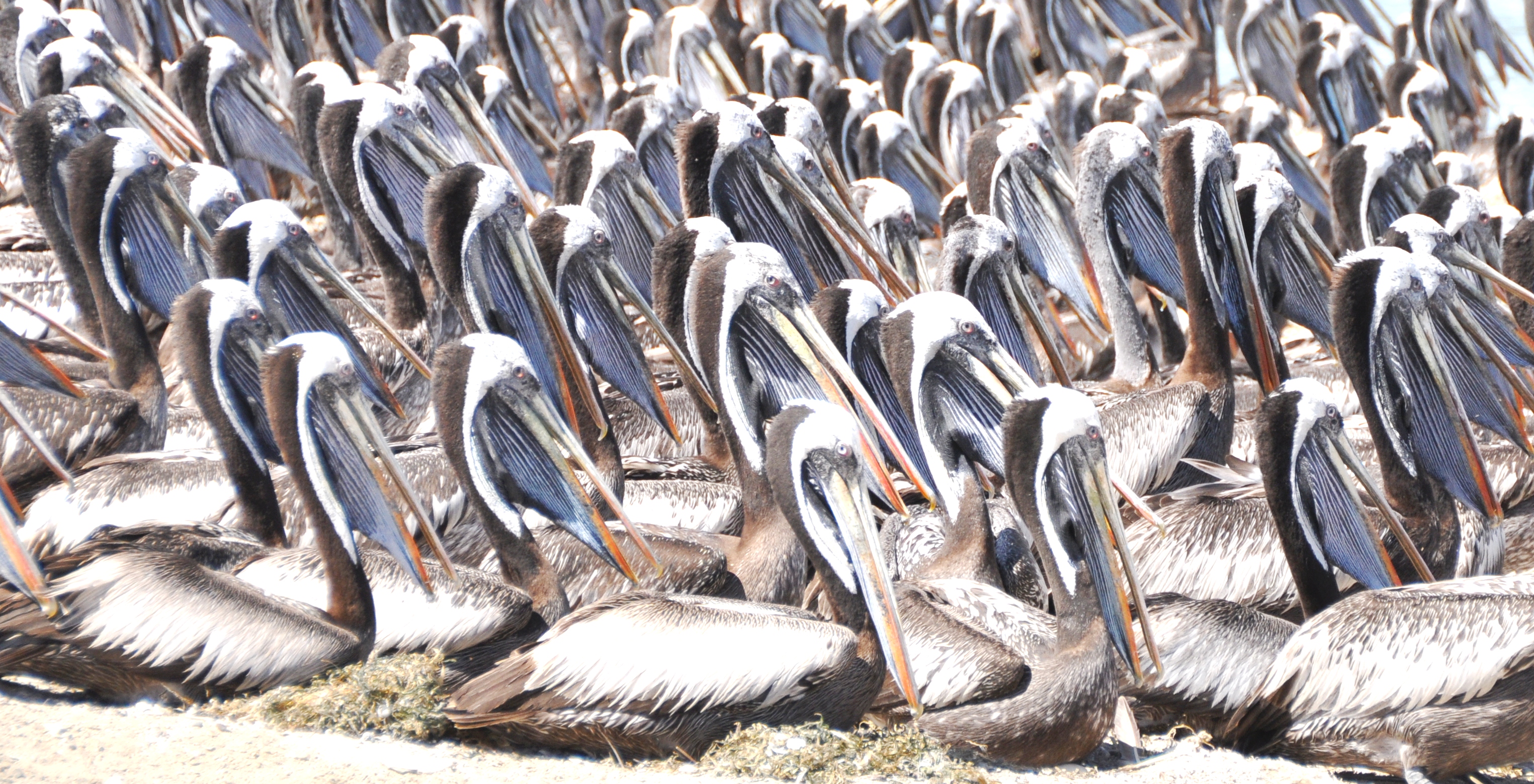 Pelicans facing the same way - towards the water