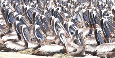 Pelicans facing the same way - towards the water