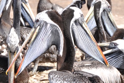 Pelicans