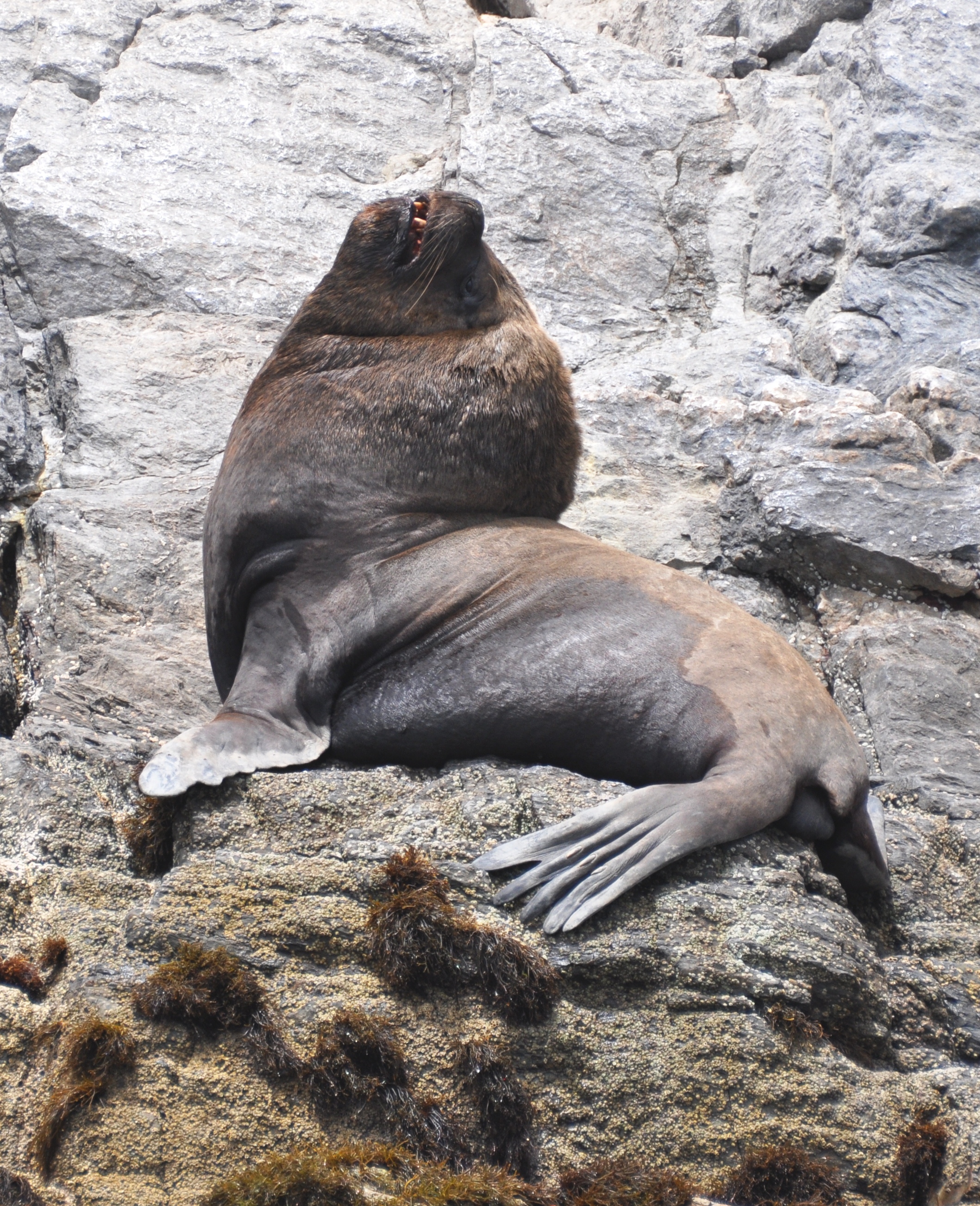 Sea Lion