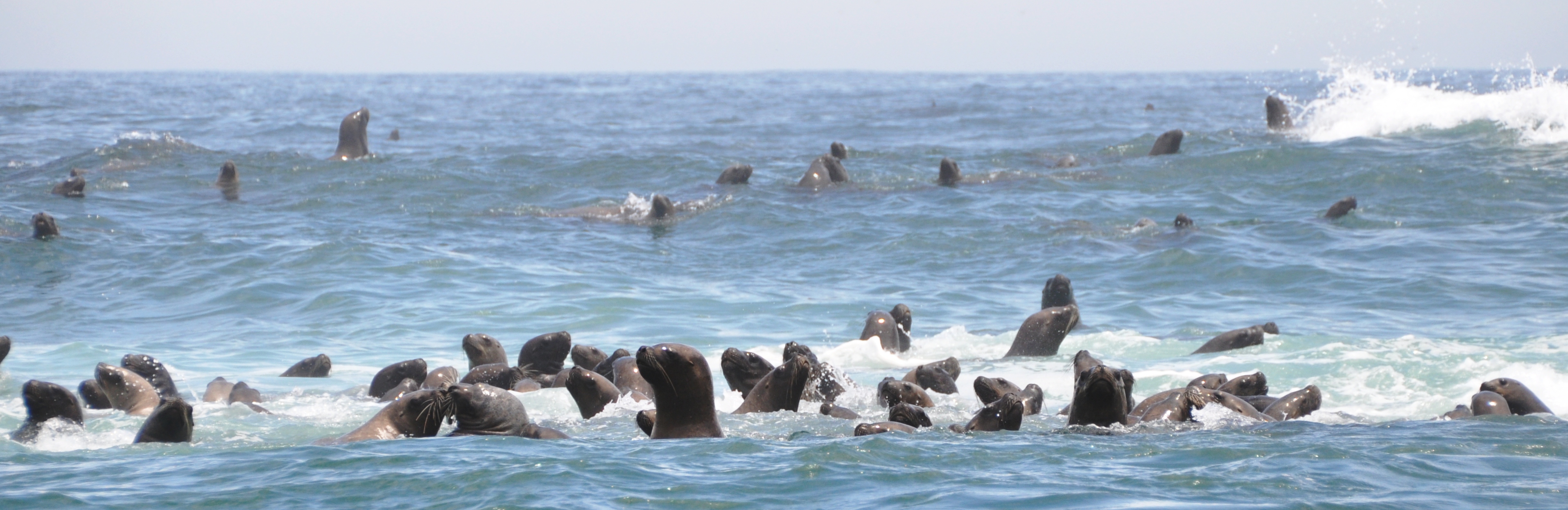 Sea Lions Swimming