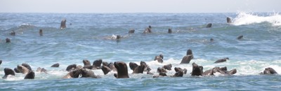 Sea Lions Swimming