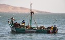 Anchovy boat with catch