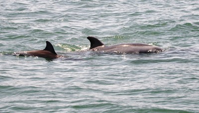 Dolphins in Paracas
