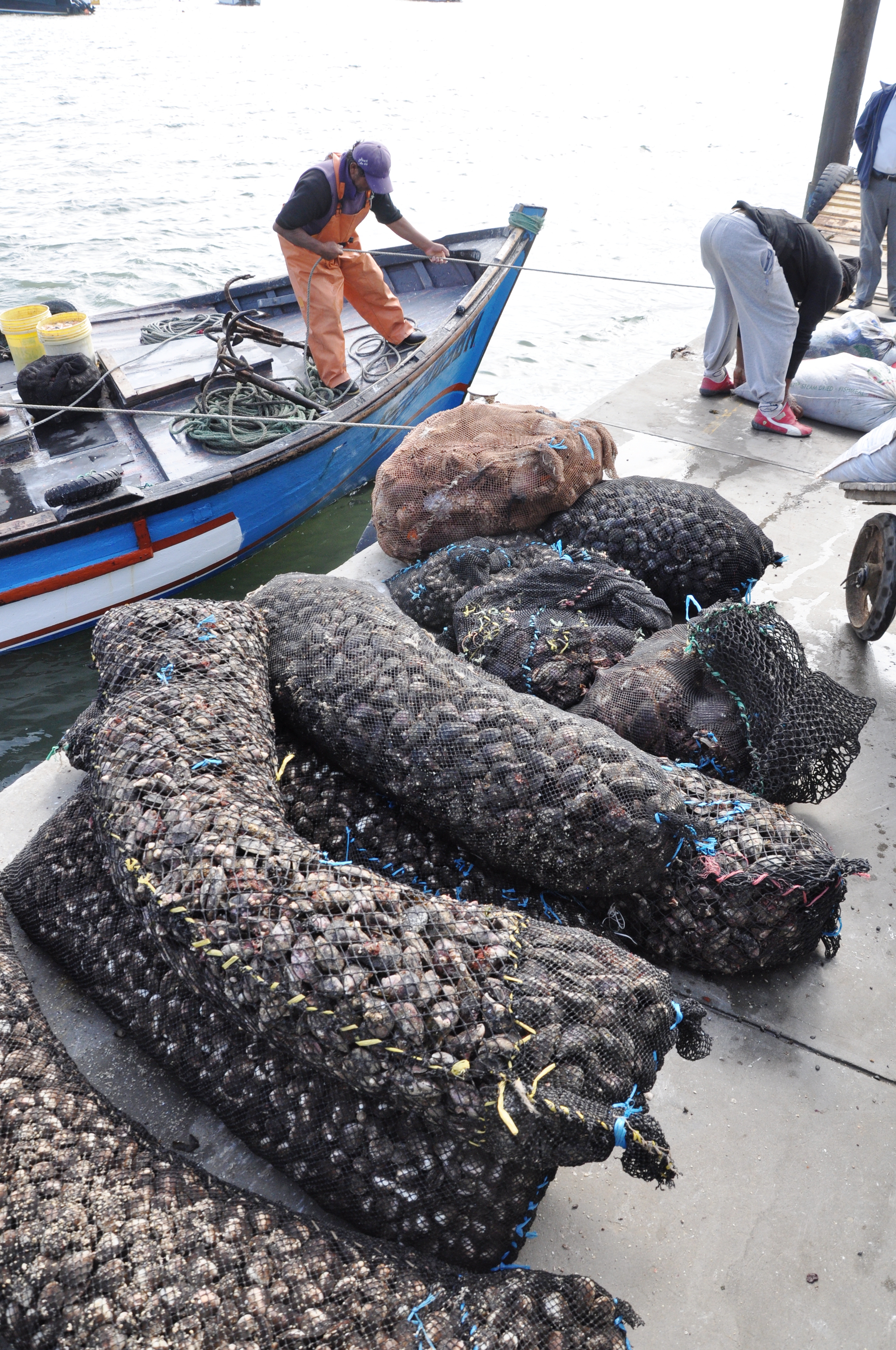 Lading Shellfish