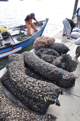 Lading Shellfish